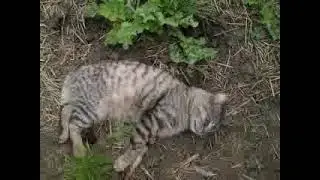 Мой кот Тузик..Исчезли солнечные дни ,И птицы улетели.И вот проводим мы одни Неделю за неделей...