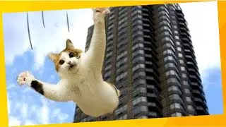 Gatos Engraçados em Seus Piores Saltos ⭐Os Pulos Mais Atrapalhados