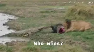 The crocodile and the lion ,Who wins?#PetsOnTikTok #wildanimals #fouyou #lion #crocodile #shorts