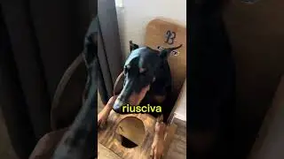 Il cane si siede come un’umano❤️😭