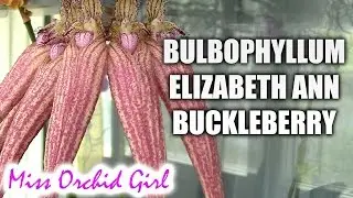 Bulbophyllum Elizabeth Ann Buckleberry - probably the most beautiful orchid in the world