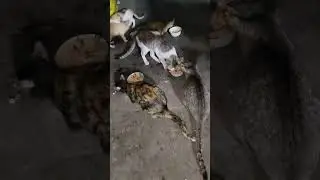 Blanket and friends eating dinner ,cat