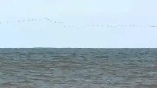 Double-crested cormorants migrating