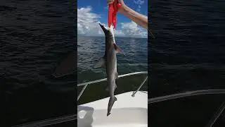 Fishing Season in FULL Swing in Florida