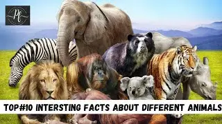 Top 10 Interesting Facts About Different Animals | Planet falls