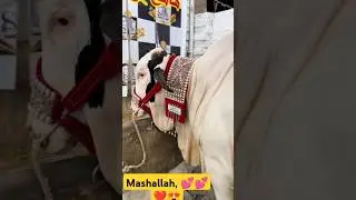 eid ul Adha2024 😍😍#eidulfitrexpecteddate2023 #eiduladha2024date #eiduladha