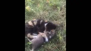 kedi ile fare aşkı
