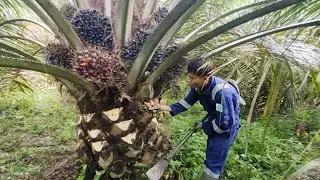 Harga Sawit Kembali Tinggi Panen jadi Semangattt