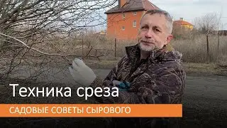 Техника среза и обрезка деревьев. Садовые Советы Сырового Андрея