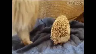СМЕШНЫЕ КОТИКИ