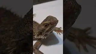 Cheecho the Neglected Bearded Dragon Update! | 