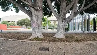 Arboles en Valencia