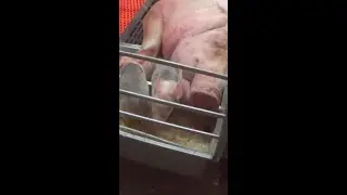 This mother pig died while nursing her babies... 💔