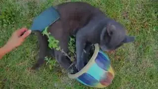 Cat Loves Her Catnip | Some behind the scenes from our 'Better' Lyric Video