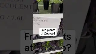 Free plants at Costco? I’ll show you how #freeplants #costcohacks #plants