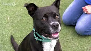 It's no joke - Joker is the pup for you!