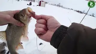 СИЛЬНЫЕ РЫБЫ! ЛОВИМ ЯЗЯ НА РЕКЕ ТАВДА НА ДОНКИ, КОМБАЙНЫ, ЖЕРЛИЦЫ! ЖИВЁМ В ДОМЕ С РУССКОЙ ПЕЧКОЙ!