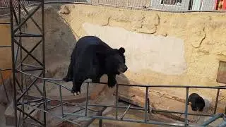 China - Great Wall Bear 2