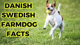 Danish Swedish Farmdog - Top 10 Interesting facts