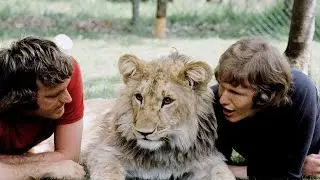 Преданные животные, невероятные истории