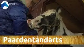 Julia en haar pony Gladys bij de paardentandarts | NH Bokt TV