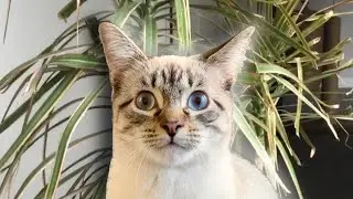 Cat Learns to Prune Plants