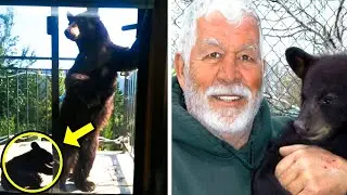 Wounded Mother Bear Carried Her Cub To This Man. What He Did Is Unbelievable!