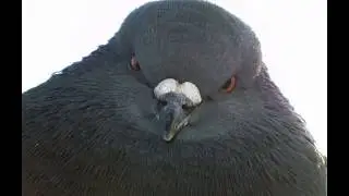 Чик-чирик уебок (EARRAPE)