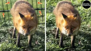 Fotos mit EINEM Klick retten | Photoshop 2024