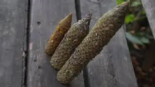 Катаная бесфитильная, натуральная свеча из вощины