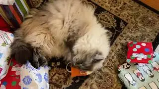 Our cat with her Christmas present, a hemp mouse filled with catnip!