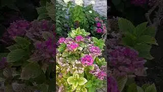 ЧУДОВІ КВІТИ І ЖИТТЯ...