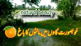 Natural Garden of Orange | Village Life | malty ky bhaag aur punjab ka Gaon || GAB Vlogs