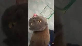 МЕМ 