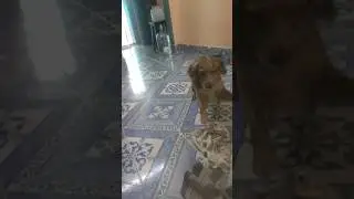 scooby in violent mode 💥 #kalki #youtubeshorts #shortsfeed