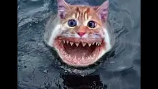 Incredibly funny Photoshopped pictures of Animals
