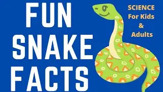 SCIENCE: 10 SNAKES FACTS FOR KIDS & ADULTS - Animal Biology Science Fun Facts For All Ages
