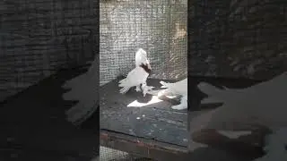 Андижанские голуби  Красный грут