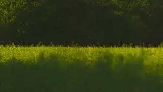 Secret afternoon