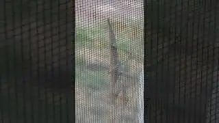 Богомол на окне.