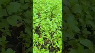 ជីអង្កាមធម្មជាតិពិតៗ
