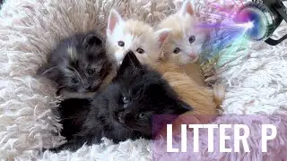 SKOGBERG CATTERY | NORWEGIAN FOREST CATS. Meet Our STAR Litter P | 'ABBA' Litter!