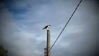 Hawk having lunch
