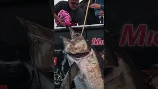 How much do you think she weighs?? 😱 #swordfish