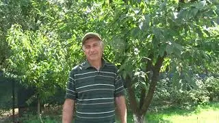 Avertisment legat de tăierile în verde