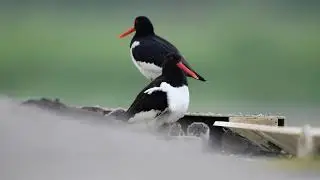 Ostrygojady (Haematopus ostralegus) z młodymi w Dolinie Dolnej Odry. Film Piotr Chara