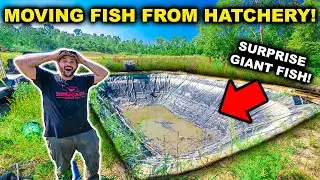 TRANSPORTING My Backyard HATCHERY Fish to the WAREHOUSE POND!! (Big Fish Surprise)