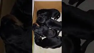 German Rottweiler Puppies 🐶 Texas