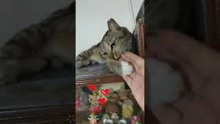 Cat House | Building a dream house for homeless cats | Cats | House for my cat | #shorts #viral