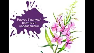 Рисуем Иван-чай Цветными Карандашами! 🎨